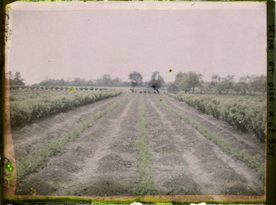 RECORD DATE NOT STATED FrÃ pillon, France , 1930 - Ile -de -France - StÃ phane Passet - (May 1, July 8) (French - ï»¿FrÃ pillon , France). Agriculture , Breeding, field, vegetation , botany, Economic activity, nature , environment, Ile de France, Frepillon, culture of asparagus Copyright: xpiemagsx AKahnlpie020223-22257 !ACHTUNG AUFNAHMEDATUM GESCHÄTZT!