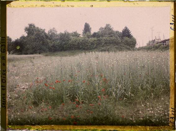 RECORD DATE NOT STATED Montsoult, France , 1930 - Ile -de -France - StÃ phane Passet - (May 1, July 8) (French - ï»¿Montsoult , France). Agriculture , Breeding, Coquelicot , poppy, field, flower, vegetation , botany, vegetable patch, Economic activity, nature , environment, Ile de France, Montsoult, leek field cultivated for seeds Copyright: xpiemagsx AKahnlpie020223-22356 !ACHTUNG AUFNAHMEDATUM GESCHÄTZT!