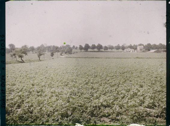 RECORD DATE NOT STATED Magny-en-Vexin, France , 1930 - Ile -de -France - StÃ phane Passet - (May 1, July 8) (French - ï»¿Magny-en-Vexin , France). Landscape, agriculture , breeding, field, vegetation , botany, Nature , environment, economic activity, Ile de France, Magny-en-Vexin, potato culture Copyright: xpiemagsx AKahnlpie020223-22308 !ACHTUNG AUFNAHMEDATUM GESCHÄTZT!