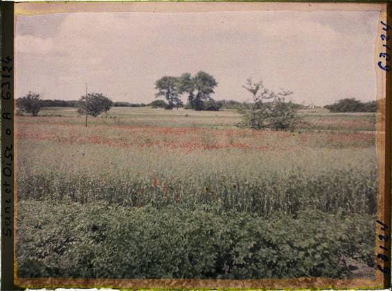 RECORD DATE NOT STATED Cormeilles-en-Parisis, France , 1930 - Ile -de -France - StÃ phane Passet - (May 1, July 8) (French - ï»¿Cormeilles-en-Parisis , France). Landscape, agriculture , breeding, poppy , poppy, field, flower, vegetation , botany, Nature , environment, economic activity, Ile de France, Cormeilles en Parisis, potatoes and wheat Copyright: xpiemagsx AKahnlpie020223-22369 !ACHTUNG AUFNAHMEDATUM GESCHÄTZT!