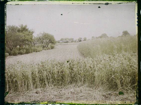 RECORD DATE NOT STATED FrÃ pillon, France , 1930 - Ile -de -France - StÃ phane Passet - (May 1, July 8) (French - ï»¿FrÃ pillon , France). Agriculture , Breeding, field, vegetation , botany, Economic activity, nature , environment, Ile de France, Frepillon, fodder and rye Copyright: xpiemagsx AKahnlpie020223-22267 !ACHTUNG AUFNAHMEDATUM GESCHÄTZT!