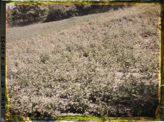 RECORD DATE NOT STATED Triel, France , 1930 - Ile -de -France - StÃ phane Passet - (June 28 -July 8) (French - ï»¿Triel , France). Agriculture , Breeding, field, vegetation , botany, Economic activity, nature , environment, Ile de France, Triel, field of roses Copyright: xpiemagsx AKahnlpie020223-22325 !ACHTUNG AUFNAHMEDATUM GESCHÄTZT!