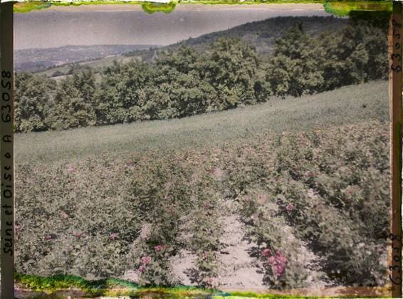 RECORD DATE NOT STATED Triel, France , 1930 - Ile -de -France - StÃ phane Passet - (June 28 -July 8) (French - ï»¿Triel , France). Landscape, agriculture , breeding, field, vegetation , botany, Nature , environment, economic activity, Ile de France, Triel, Roses and wheat Copyright: xpiemagsx AKahnlpie020223-22330 !ACHTUNG AUFNAHMEDATUM GESCHÄTZT!