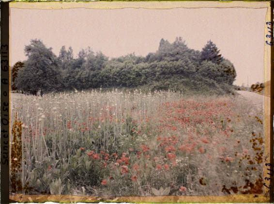 RECORD DATE NOT STATED Montsoult, France , 1930 - Ile -de -France - StÃ phane Passet - (May 1, July 8) (French - ï»¿Montsoult , France). Agriculture , Breeding, Poppy , poppy, flower, vegetation , botany, Economic activity, nature , environment, Ile de France, Montsoult, leek field cultivated for seeds Copyright: xpiemagsx AKahnlpie020223-22355 !ACHTUNG AUFNAHMEDATUM GESCHÄTZT!