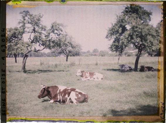 RECORD DATE NOT STATED Magny-en-Vexin, France , 1930 - Ile -de -France - StÃ phane Passet - (May 1, July 8) (French - ï»¿Magny-en-Vexin , France). Landscape, real animal, agriculture , breeding, cow, Nature , environment, animal, economic activity, Ile de France, Magny-en-Vexin, pastures Copyright: xpiemagsx AKahnlpie020223-22298 !ACHTUNG AUFNAHMEDATUM GESCHÄTZT!