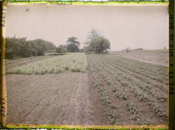 RECORD DATE NOT STATED FrÃ pillon, France , 1930 - Ile -de -France - StÃ phane Passet - (May 1, July 8) (French - ï»¿FrÃ pillon , France). Agriculture , breeding, field, vegetation , botany, vegetable patch, Economic activity, nature , environment, Ile de France, Frepillon, potatoes, carrots and peas Copyright: xpiemagsx AKahnlpie020223-22264 !ACHTUNG AUFNAHMEDATUM GESCHÄTZT!