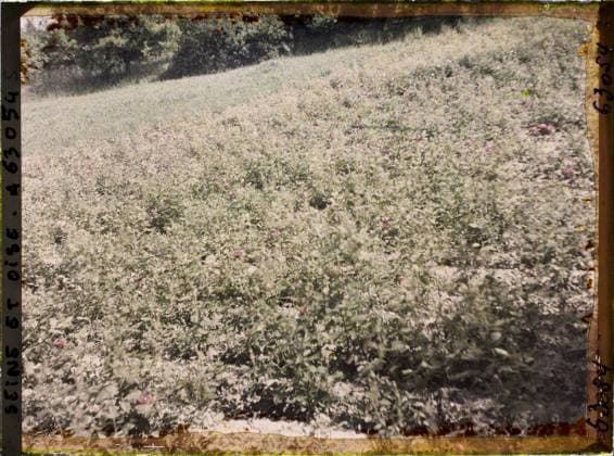 RECORD DATE NOT STATED Triel, France , 1930 - Ile -de -France - StÃ phane Passet - (June 28 -July 8) (French - ï»¿Triel , France). Agriculture , Breeding, field, vegetation , botany, Economic activity, nature , environment, Ile de France, Triel, field of roses Copyright: xpiemagsx AKahnlpie020223-22326 !ACHTUNG AUFNAHMEDATUM GESCHÄTZT!