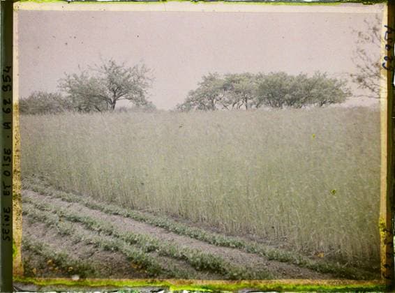 RECORD DATE NOT STATED FrÃ pillon, France , 1930 - Ile -de -France - StÃ phane Passet - (May 1, July 8) (French - ï»¿FrÃ pillon , France). Agriculture , Breeding, field, vegetation , botany, Economic activity, nature , environment, Ile de France, Frepillon, rye field Copyright: xpiemagsx AKahnlpie020223-22260 !ACHTUNG AUFNAHMEDATUM GESCHÄTZT!
