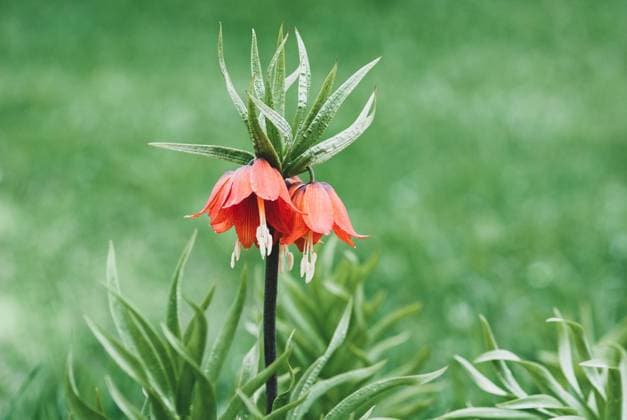 Fritillaria imperialis or Kaiser s crown plant blooming in spring, copy space Fritillaria imperialis or Kaiser s crown plant blooming in spring, copy space Copyright: xZoonar.com NadezhdaxSobolevax 18696575