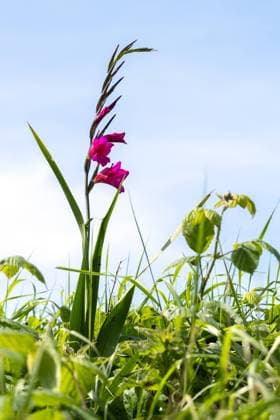 Common Gladiolus, Gladiolus communis L., growing wild in Devon Common Gladiolus, Gladiolus communis L., growing wild in Devon Copyright: xZoonar.com PhilxBirdx 18705993