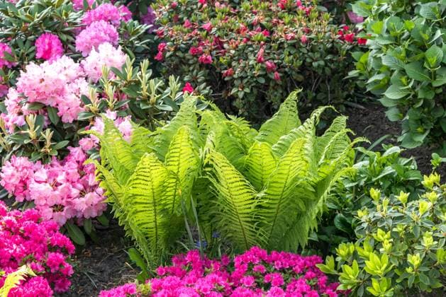 RECORD DATE NOT STATED Straußenfarn (Matteuccia struthiopteris), (Rhododendron) McPHRM *** Ostrich fern Matteuccia struthiopteris , Rhododendron McPHRM McPHRM