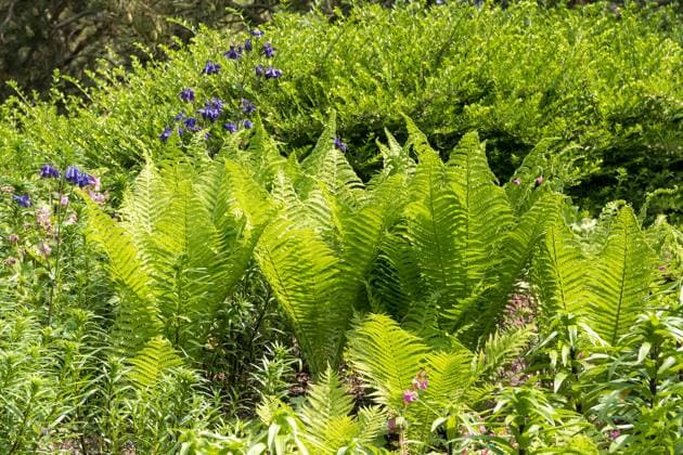 RECORD DATE NOT STATED Straußenfarn (Matteuccia struthiopteris) McPHRM *** Ostrich fern Matteuccia struthiopteris McPHRM McPHRM