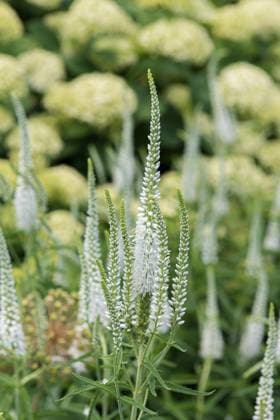 RECORD DATE NOT STATED Wiesen-Ehrenpreis (Veronica longifolia Schneeriesin ) McPHRM *** Meadow speedwell Veronica longifolia Schneeriesin McPHRM McPHRM