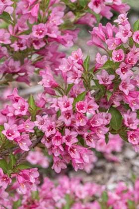 RECORD DATE NOT STATED Weigelie (Weigela Minuet ) McPHRM *** Weigelie Weigela Minuet McPHRM McPHRM