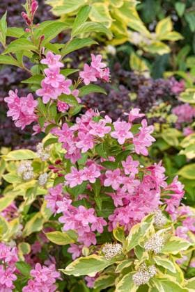 RECORD DATE NOT STATED Weigelie (Weigela Styriaca ), Tatarischer Hartriegel (Cornus alba Spaethii ) McPHRM *** Weigela Styriaca , Tartar dogwood Cornus alba Spaethii McPHRM McPHRM