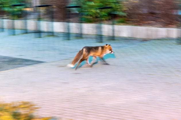 05.02.2023,Berlin,Deutschland,ein Fuchs gesehen am Salzufer *** 05 02 2023,Berlin,Germany,a fox seen at the Salzufer
