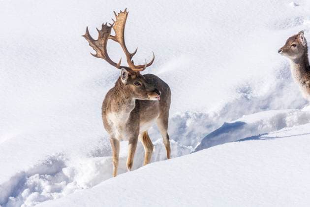 buck and fawn of European fallow deer (Dama dama) in snow Naturpark Hohe Wand Niederösterreich, Lower Austria Austria Wiener Alpen, Alps