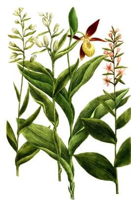 Botanik, Pflanzen, Breitblättrige Stendelwurz, mit den Unterarten, Helleborine calceolus, latifolia, flore alba, carneo, Historisch, digital restaurierte Reproduktion von einer Vorlage aus dem 19. Jahrhundert