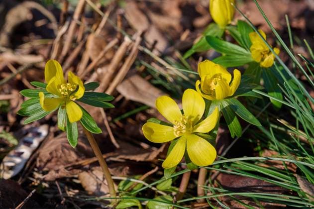 Natur Winterling Winterlinge bluehen im Februar. Der Winterling (Eranthis hyemalis) ist eine Pflanzenart aus der Gattung der Winterlinge ist eine Pflanzengattung innerhalb der Familie der Hahnenfussgewaechse (Ranunculaceae). 8.2.2023, *** Nature Winterling Winterlings bloom in February The winterling Eranthis hyemalis is a species of plant in the genus Winterlings is a genus of plant within the buttercup family Ranunculaceae 8 2 2023,