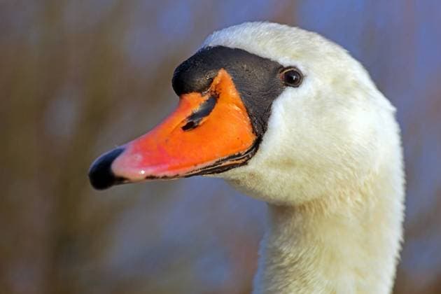 Creative Highlights World Wasservögel in Deutschland Ein Höckerschwan befindet sich in unmittelbarer Nähe zur Ruhr in Essen Essen Nordrhein-Westfalen Deutschland Ruhr *** Waterfowl in Germany A Mute Swan is located close to the Ruhr River in Essen North Rhine Westphalia Germany Ruhr