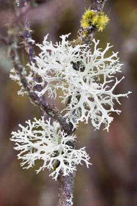 Creative Highlights World Rentierflechte (Cladonia rangiferina) an einem Strauch, Rheinland-Pfalz, Deutschland, Europa *** Reindeer lichen Cladonia rangiferina on a shrub, Rhineland-Palatinate, Germany, Europe Copyright: imageBROKER/ErhardxNerger ibxenh08781533.jpg