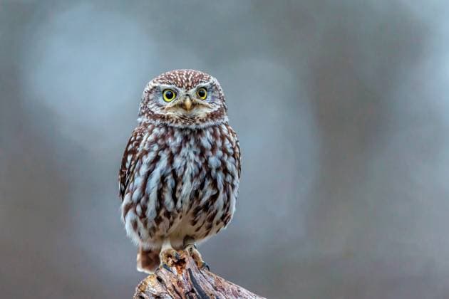 Creative Highlights World Steinkauz, Stein-Kauz (Athene noctua), beringter Steinkauz sitzt auf Totholz, Vorderansicht, Deutschland, Baden-Wuerttemberg little owl (Athene noctua), beringed little owl perching on dead wood, front view, Germany, Baden-Wuerttemberg BLWS679801 *** little owl, Stone Kauz Athena Noctua , Beringter Little owl sits at deadwood, front view, Germany, Bathing Wuerttemberg Little OWL Athena Noctua , beringed Little OWL perching ON Dead wooden Front view, Germany, Bathing Wuerttemberg BLWS679801 Copyright: xblickwinkel McPHOTO R.xMuellerx