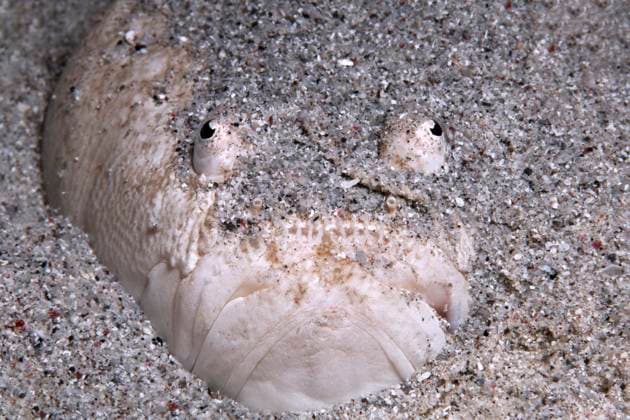 Creative Highlights World Weißrand-Sterngucker (Uranoscopus sulphureus), liegt gut getarnt halb eingegraben im Sandgrund, Sawusee, Pazifik, Nationalpark Komodo, Kleine Sundainseln, Provinz Ost-Nusa Tenggara, Insel Komodo, Indonesien, Asien *** White edge Stargazers Uranoscopus sulphureus , is well disguised half buried at sand bottom, sawusee, Pacific, National Park Komodo, small sunda islands, Province East Nusa Tenggara, Island Komodo, Indonesia, Asia Copyright: imageBROKER/NorbertxProbst iblnpr09016158.jpg