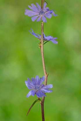 Gewoehnliche Wegwarte, Gemeine Wegwarte, Zichorie (Cichorium intybus), bluehend, Deutschland, Bayern blue sailors, common chicory, wild succory (Cichorium intybus), blooming, Germany, Bavaria BLWS680181 *** Usual chicory, Common chicory, Chicory Cichorium intybus , blooming, Germany, Bavaria Blue sailors, Common chicory, Wild succory Cichorium intybus , blooming, Germany, Bavaria BLWS680181 Copyright: xblickwinkel S.xDerderx