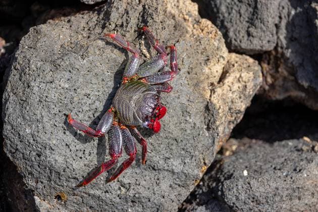 Creative Highlights World Ostatlantische Rote Klippenkrabbe, Ostatlantische Rote Felsenkrabbe, Rote Klippenkrabbe, Rote Klippen-Krabbe, Rote Felsenkrabbe, Rote Felsen-Krabbe (Grapsus adscensionis), liegt auf Lavagestein an der Kueste, Kanaren, Lanzarote, Guatiza Eastern Atlantic Sally lightfoot crab, Mottled shore crab (Grapsus adscensionis), laying on lava stones at the coast, Canary Islands, Lanzarote, Guatiza BLWS680423 *** Ostatlantische red rock crab, Ostatlantische red rock crab, red rock crab, red Cliffs Crab, red rock crab, red Rocks Krabbe Grapsus adscensionis , is at Lava rock to the Coast, canaries, lanzarote, Guatiza Eastern Atlantic Sally Lightfoot crab, mottled Shore Crab Grapsus adscensionis , Laying ON Lava Stones AT The coast, Cana Copyright: xblickwinkel M.xWoikex