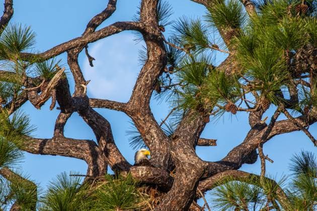 Creative Highlights World An American bald eagle occupies a nest near Kennedy Parkway North at NASA?s Kennedy Space Center on Feb. 8, 2023. Each year, eagles take up winter residence at the Florida spaceport, breeding and raising a new generation. The center shares a boundary with the Merritt Island National Wildlife Refuge, home to more than 1,500 species of plants and animals, and 15 federally listed species. Where: Kenndy Space Center, Florida, United States When: 08 Feb 2023 Credit: NASA Ben Smegelsky Cover Images **EDITORIAL USE ONLY. MATERIALS ONLY TO BE USED IN CONJUNCTION WITH EDITORIAL STORY. THE USE OF THESE MATERIALS FOR ADVERTISING, MARKETING OR ANY OTHER COMMERCIAL PURPOSE IS STRICTLY PROHIBITED. MATERIAL COPYRIGHT REMAINS WITH STATED SUPPLIER.** Copyright: xNASA BenxSmegelskyx 52441475 EDITORIAL USE ONLY. NOT FOR USE BY NEWSPAPERS BASED IN THE UK.