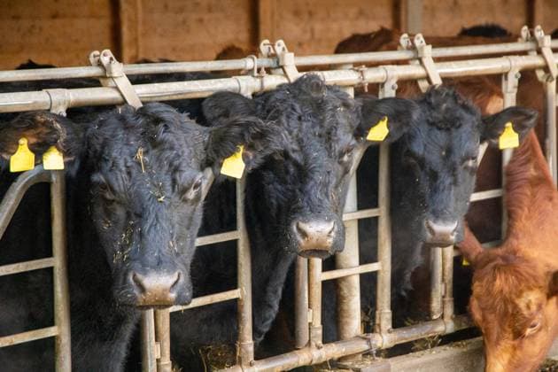 Kuhhaltung in einem Landwirtschaftsbetrieb in Baden-Württemberg *** Cow husbandry in a farm in Baden Württemberg Copyright: xx