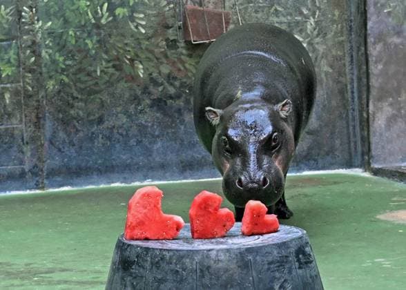 **VIDEO AVAILABLE: CONTACT INFO@COVERMG.COM TO RECEIVE**This image shows: Three-year-old Banana, a pygmy hippopotamus at Brookfield Zoo, eyes her heart-shaped watermelon she received from her animal care specialists for Valentine?s Day. On Valentine s Day 2023 several of Brookfield Zoo?s animals received heart-shaped enrichment treats from their animal care specialists in celebration of the day of love. Norman, a Cape porcupine, and PJ, a prehensile-tailed porcupine, each chowed down their heart-shaped treats made of nutritious biscuits and gelatin. The Zoo?s grey seals, including Kiinaq (pronounced Key-knack), were given frozen and gelatin treats. Watermelon in the shape of hearts were enjoyed by the Galapagos tortoises Copyright: xx 52442642 EDITORIAL USE ONLY. NOT FOR USE BY NEWSPAPERS BASED IN THE UK.
