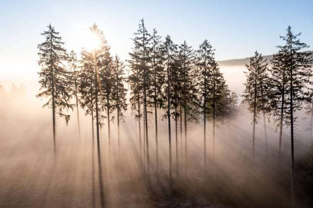 Nebel im Taunus Wechsel von Sonne und Nebel im Wald im Taunus unterhalb des Großen Feldbergs., Oberursel Hessen Deutschland *** Fog in Taunus Alternation of sun and fog in the forest in the Taunus below the Großer Feldberg , Oberursel Hesse Germany