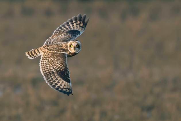 Sumpfohreule, Sumpfohr-Eule (Asio flammeus), fliegend, Niederlande, Friesland short-eared owl (Asio flammeus), in flight, Netherlands, Frisia BLWS680776 *** short-eared owl, Sumpfohr Owl Asio flammeus , flying, Netherlands, Friesland Short eared OWL Asio flammeus , in flights Netherlands, Frisia BLWS680776 Copyright: xblickwinkel M.xWoikex