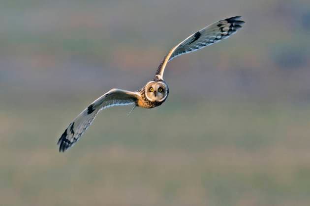 Sumpfohreule, Sumpfohr-Eule (Asio flammeus), fliegend, Vorderansicht, Niederlande, Friesland short-eared owl (Asio flammeus), in flight, Netherlands, Frisia BLWS680778 *** short-eared owl, Sumpfohr Owl Asio flammeus , flying, front view, Netherlands, Friesland Short eared OWL Asio flammeus , in flights Netherlands, Frisia BLWS680778 Copyright: xblickwinkel M.xWoikex