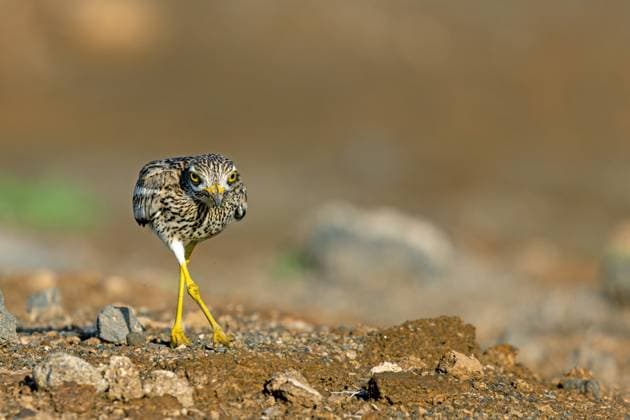 Creative Highlights World Triel (Burhinus oedicnemus), laeuft in Halbwueste, Frontalansicht, Kanaren, Lanzarote, Guatiza stone-curlew (Burhinus oedicnemus), walking in semidesert, Canary Islands, Lanzarote, Guatiza BLWS680800 *** Triel Burhinus oedicnemus , runs in semi-desert, front view, canaries, lanzarote, Guatiza Stone Curlew Burhinus oedicnemus , Walking in semi desert, Canary islands, lanzarote, Guatiza BLWS680800 Copyright: xblickwinkel M.xWoikex