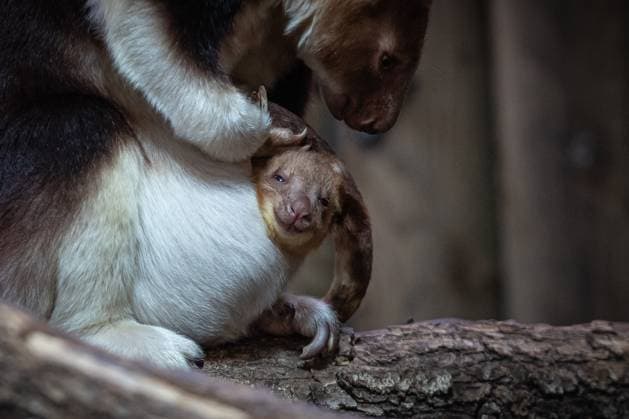 Entertainment Themen der Woche KW07 Entertainment Bilder des Tages Goodfellow-Baumkänguru Nachwuchs im Zoo in Paris (230218) -- PARIS, Feb. 18, 2023 -- A Goodfellow s tree kangaroo joey peeks out of its mother s pouch at a zoo in Paris, France, Feb. 17, 2023. The Goodfellow s tree kangaroo is classified as endangered on the International Union for Conservation of Nature (IUCN) Red List of Threatened Species. (Photo by Xinhua) FRANCE-PARIS-ZOO-TREE KANGAROO AurelienxMorissard 