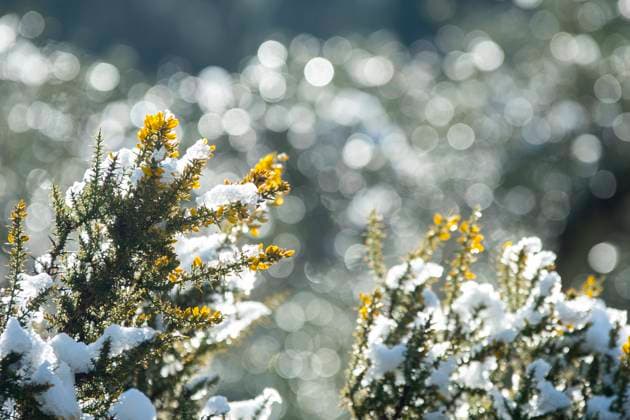 Coniferous tree branches with yellow flowers covered wit snow on sunny winter day in forest FranAlfonseca_ID12796_388169_001 Copyright: xFranxAlfonsecax Model Released