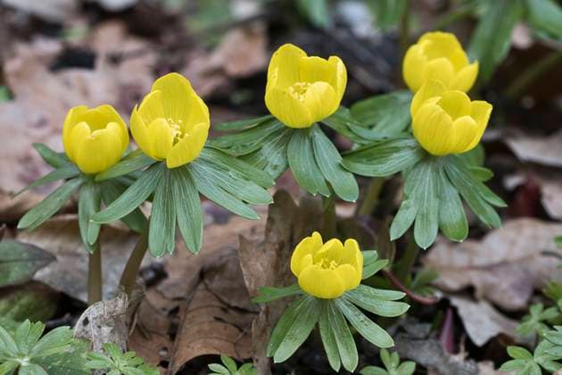  Winterlinge (Eranthis hyemalis), Emsland, Niedersachsen, Deutschland, Europa *** Winterlinge Eranthis hyemalis , Emsland, Lower Saxony, Germany, Europe Copyright: imageBROKER/ErhardxNerger ibxenh09028264.jpg