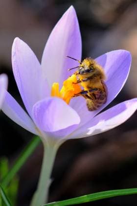 Ein großes Nahrungsangebot für die Biene. Die Honigbiene saugt Nektar aus dem Kelch der Krokusblüte , überträgt dabei den an ihr haftenden Pollen und bestäubt die nächste Blüte damit. Eisenärzt Bayern Deutschland *** A great food supply for the bee The honey bee sucks nectar from the calyx of the crocus flower , transferring the pollen attached to it and pollinating the next flower with it Eisenärzt Bayern Germany Copyright: xRolfxPossx