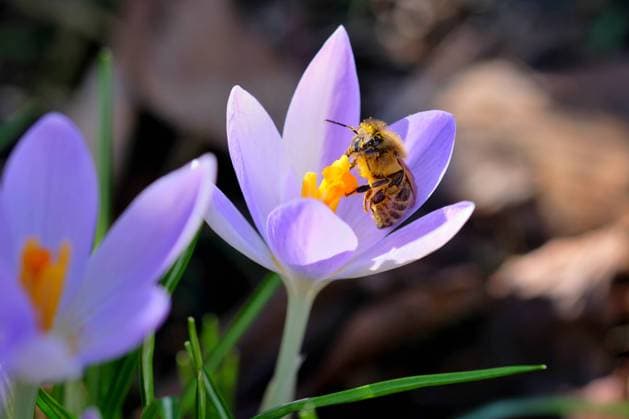 Ein großes Nahrungsangebot für die Biene. Die Honigbiene saugt Nektar aus dem Kelch der Krokusblüte , überträgt dabei den an ihr haftenden Pollen und bestäubt die nächste Blüte damit. Eisenärzt Bayern Deutschland *** A great food supply for the bee The honey bee sucks nectar from the calyx of the crocus flower , transferring the pollen attached to it and pollinating the next flower with it Eisenärzt Bayern Germany Copyright: xRolfxPossx