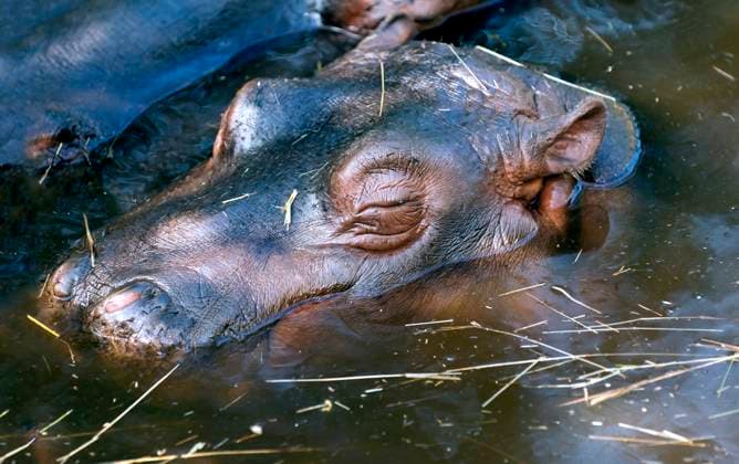 Creative Highlights World The sleeping baby hippo in the water Copyright: xZuzanaxRandlovax xDesignxPicsx , 31926419  Copyright: ZuzanaxRandlovax xDesignxPics 31926419
