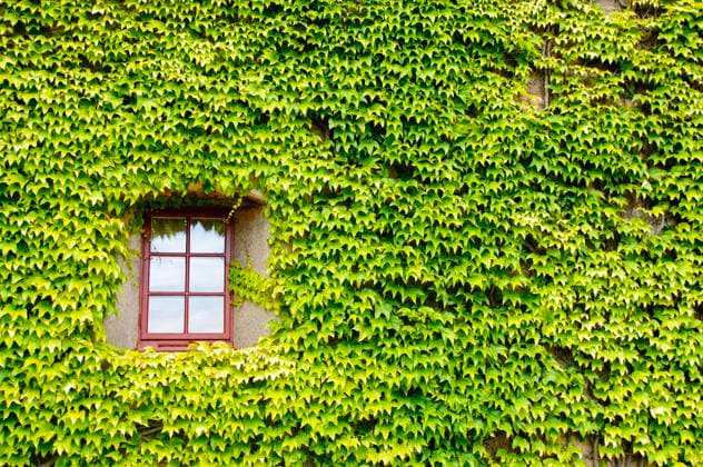 View of a closed window and of a wall covered with ivy Copyright: xAlessandroxRizzollix xDesignxPicsx , 31927020  Copyright: TerryxBrooksx xDesignxPics 31927020