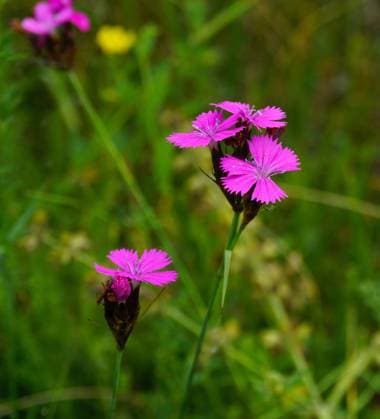 Kartäusernelke, Dianthus carthusianorum, Carthusian pink Kartäusernelke, Dianthus carthusianorum, Carthusian pink, charterhouse pink, cluster-head pink, Copyright: xZoonar.com JürgenxVogtx 14151448