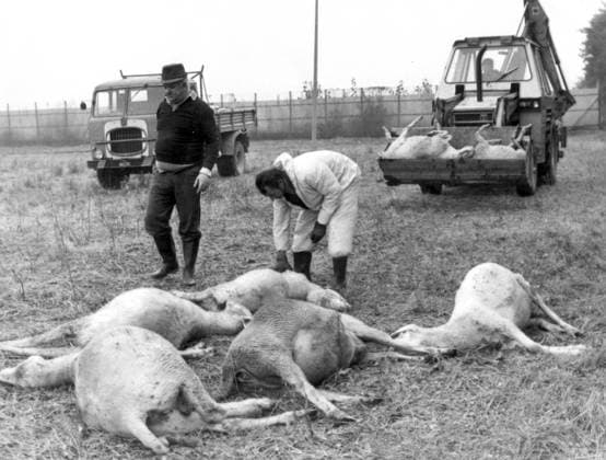 SEKLET-MILJÖ-70 Giftskandal. I Seveso i Norditalien läcker en extremt giftig gas ut fran den kemiska fabriken Icmesa och orsakar arhundradets dittills största miljökatastrof den 10 juli 1976. Flera dagar senare dör djur och växter och da informeras myndigheterna om vad som hänt. Invanarna i en riskzon pa 115 ha evakueras sedan de fatt allvarliga hudskador. Alla kreatur som fortfarande lever inom denna zon avlivas och gravida kvinnor erbjuds abort. Fertila kvinnor rekommenderas att undvika graviditet i flera manader framöver. Det giftiga ämnet heter tetraklordibens-p-dioxin,TCDD. Bilden visar nagra av över 150 döda far som hittades den 22 juli. seveso italien PB-KOD: 193 x193x ***  Copyright: xEPUx SEK70SEVESO