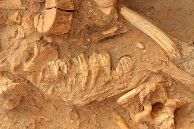 Creative Highlights World Five million year old fossil bones of extinct animals such as the short-necked giraffe (Sivathere), West coast fossil park, South Africa Copyright: xNicoxSmitx xDesignxPicsx , 31928603  Copyright: NicoxSmitx xDesignxPics 31928603
