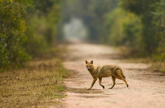 Indian Jackal, Canis aureus, Bharatpur, Rajasthan, India Indian Jackal, Canis aureus at Bharatpur in Rajasthan, India Copyright: xZoonar.com RealityImagesx 14386709