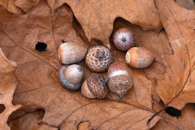Eicheln, Früchte der Roteiche, Quercus rubra, red oak tree Eicheln, Früchte der Roteiche, Quercus rubra, red oak tree, champion oak, northern red oak, Copyright: xZoonar.com JürgenxVogtx 14598257