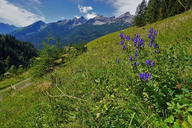 Blauer Eisenhut, Aconitum napellus, Lechtal, Österreich, Tirol Blauer Eisenhut, Aconitum napellus, im Lechtal, Österreich, Tirol, Blick zur Hornbachkette Copyright: xZoonar.com JürgenxVogtx 16086488