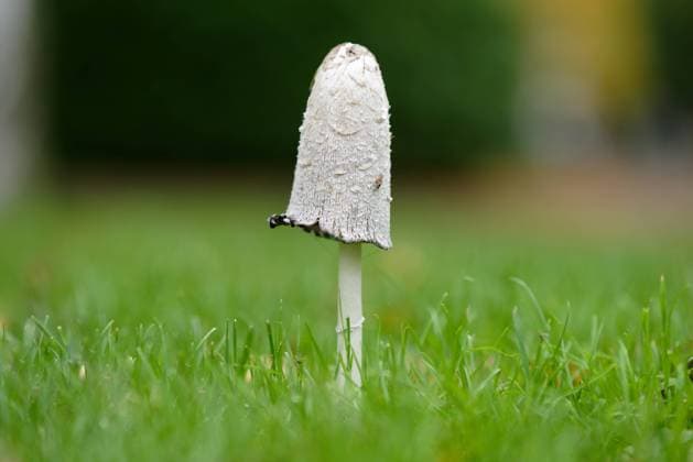 Natur, Pilze, Schopf-Tintling, Spargelpilz, Porzellantintling oder Tintenpilz - Coprinus comatus Schopf-Tintling auf einer Wiese Coprinus comatus Schopf-Tintling auf einer Wiese im Herbst Copyright: xZoonar.com GerdxHarderx 17724341